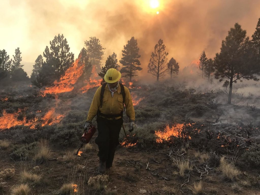 Fire Fuels Mitigation and Wildland Fire Suppression